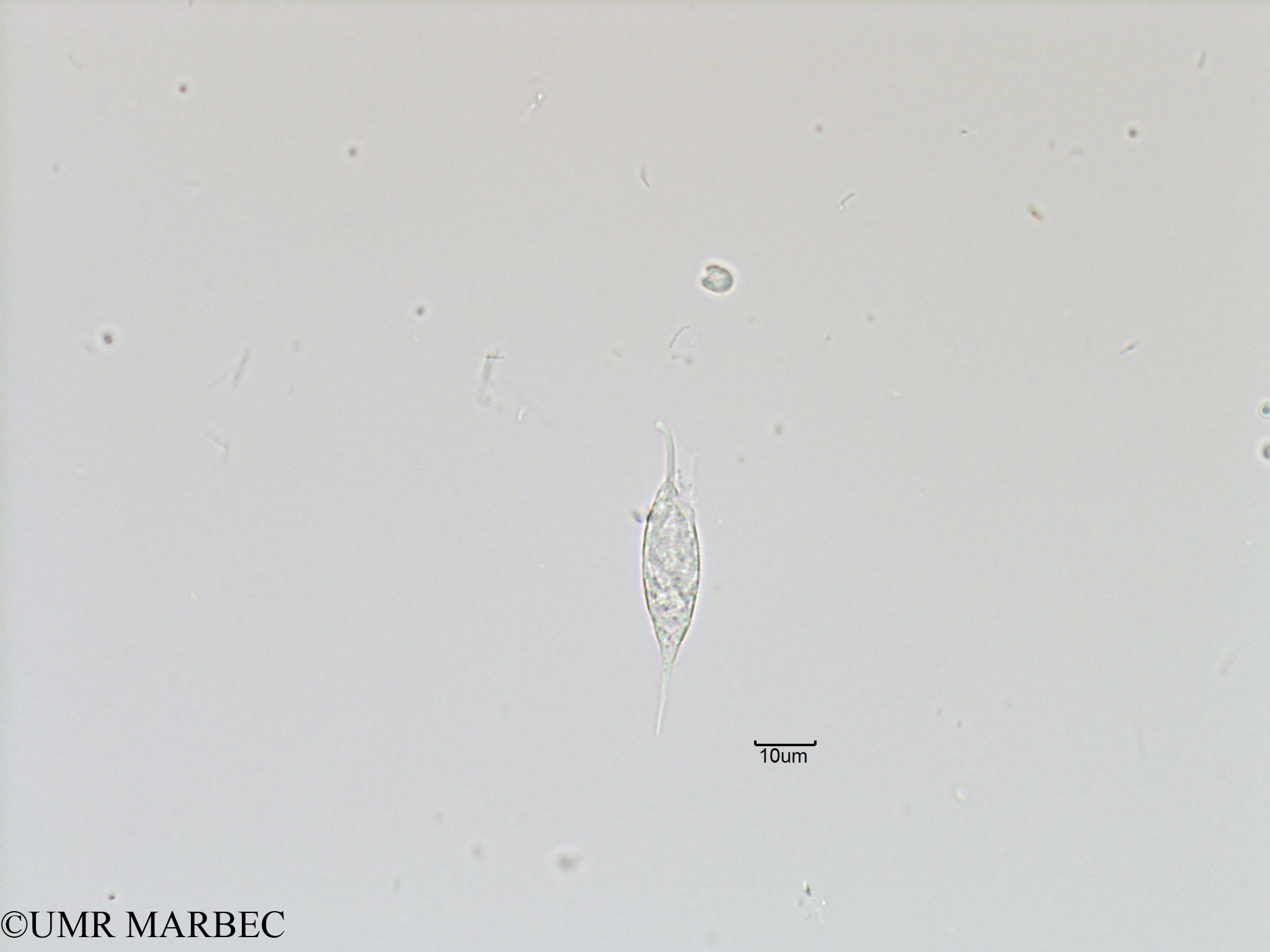 phyto/Bizerte/bizerte_bay/RISCO November 2015/Pronoctiluca spinifera et Nanoflagellé 13 (Baie_T5-ACW2-Pronoctiluca et flagelle-3).tif(copy).jpg